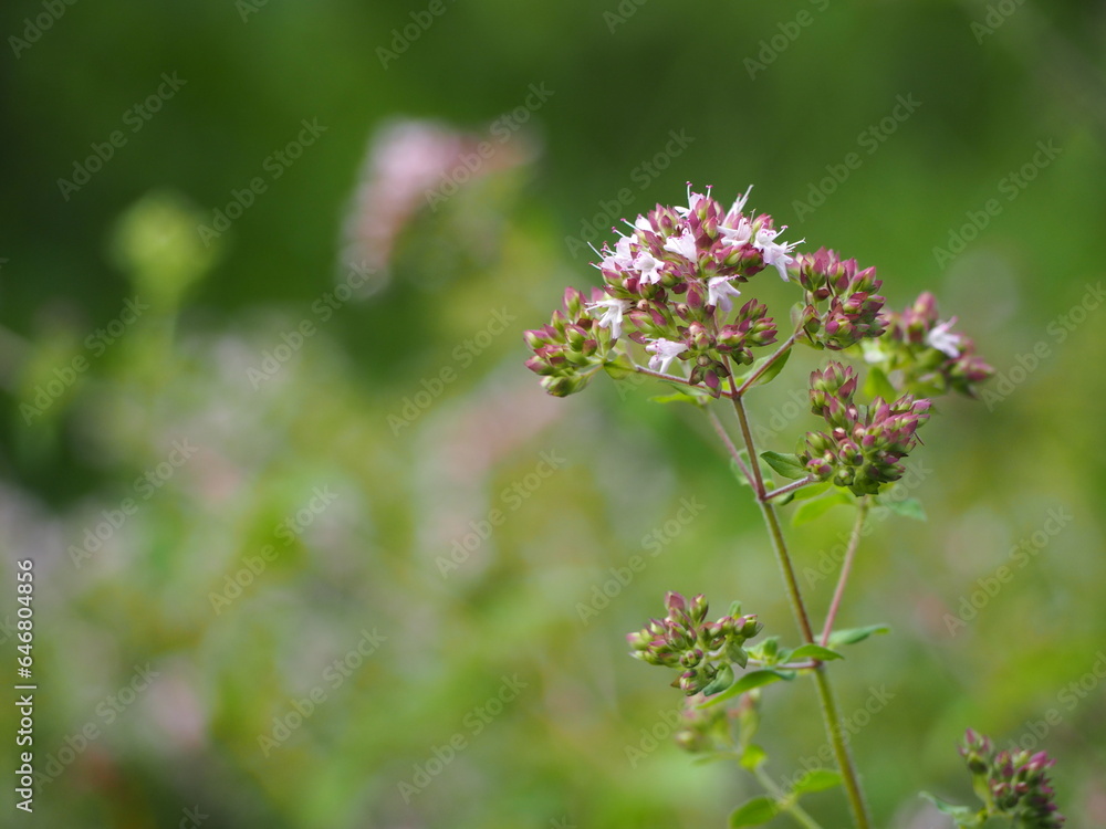 ハーブ オレガノ ピンクの花 ハーブ オレガノ ピンクの花