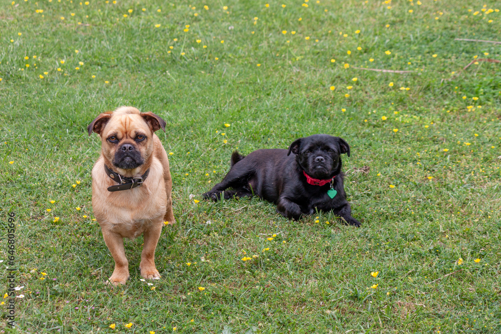 Cute small dogs petit brabancon puppy on a green grass. The Little Brabant or petit brabançon is a small companion dog. Cute small dogs petit brabancon puppy on a green grass. The Little Brabant or petit brabançon is a small companion dog.