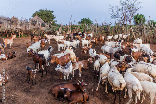 Goats in a village of Hamer tribe near Turmi, Ethiopia photo