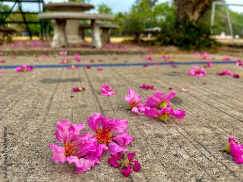 beautiful flowers of Thailand, summer, background