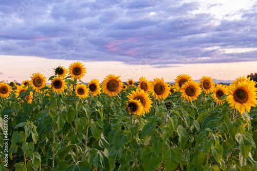 Sunflower paddock in dusk light of sunset