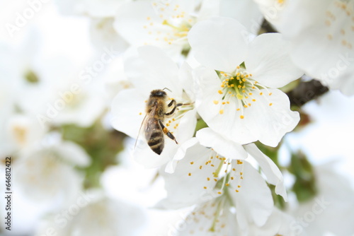A bee perched on a pristine white blossom, collecting nectar with delicate grace amidst vibrant petals and green leaves.