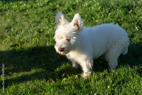 Cute West Highland White terrier standing in lawn with tongue out during a late summer golden hour afternoon, Saint-Augustin-de-Desmaures, Québec, Canada © Anne Richard