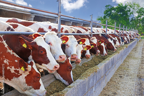Fotografie Dairy farm - feeding cows in outdoor cowshed, close up of simmental and holstein