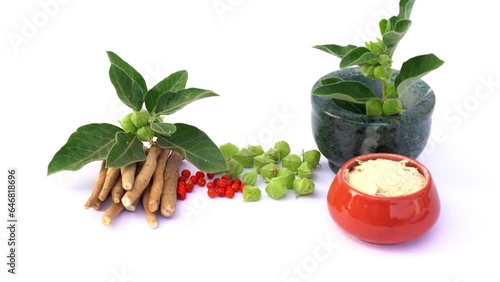 Ashwagandha known as Withania somnifera, Solanaceae plant in morning misty background. Ashwagandha branch with green leaves and . Close-up view of Poison gooseberry, or winter cherry. healthcare photo