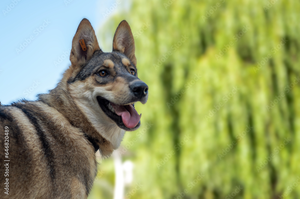 Sad dog in the park. Stray dog on a summer day. Waiting for adoption Sad dog in the park. Stray dog on a summer day. Waiting for adoption