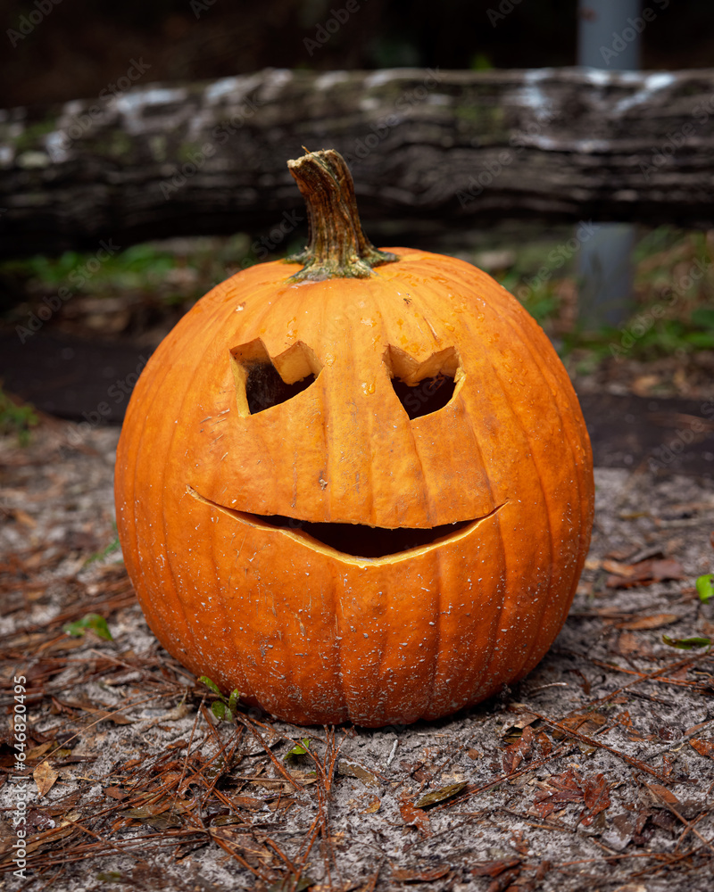Carved Pumpkin Jack O Lantern Halloween Decoration Carved Pumpkin Jack O Lantern Halloween Decoration