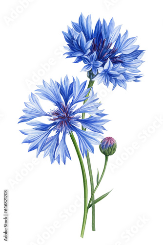 Blue wildflower. Beautiful bouquet of cornflower flowers on isolated white background, watercolor botanical painting photo