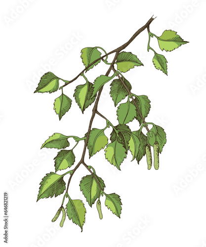hand drawn birch tree branch
