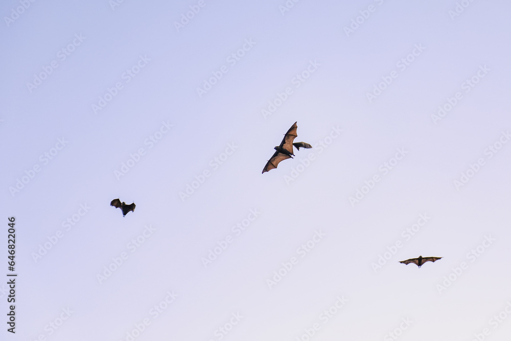 Airborne flying foxes filling a bright blue sky Airborne flying foxes filling a bright blue sky
