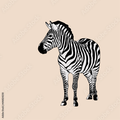 Vector illustration of Zebra in black and white stripes. 