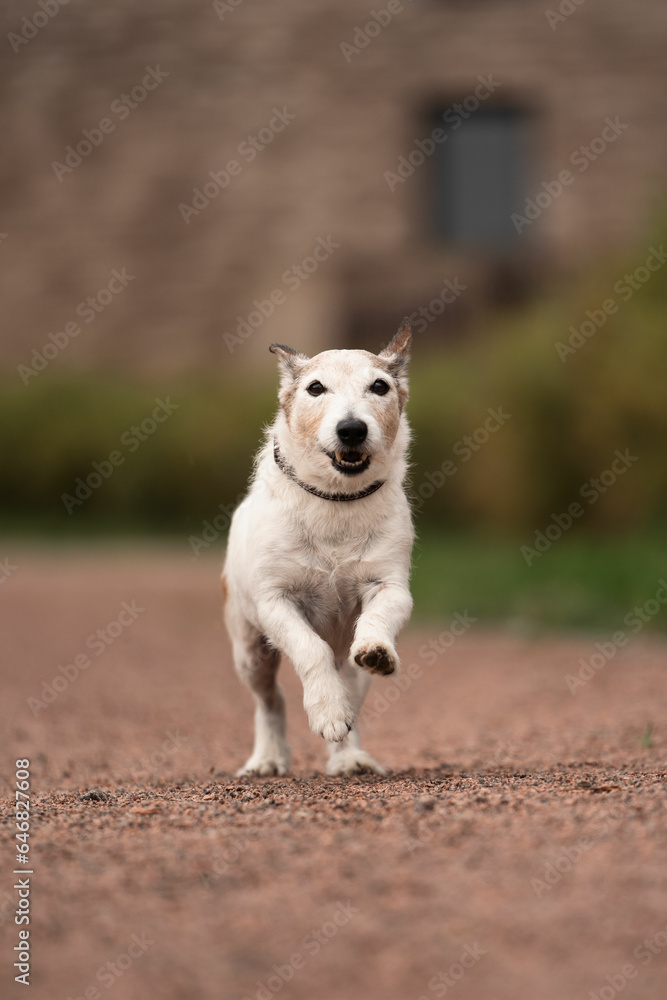 Jack Russell Terrier