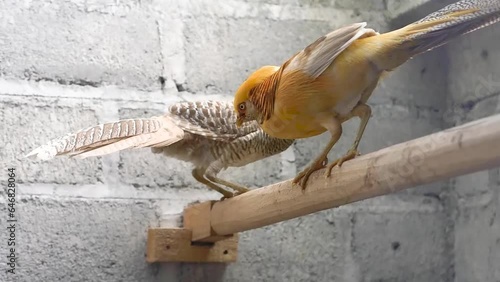 The Yellow Golden Pheasant (Chrysolophus pictus) is a color mutation of the Red Golden Pheasant, developed in the 1950s by Allesandro Ghigi, 1st appeared in US. photo