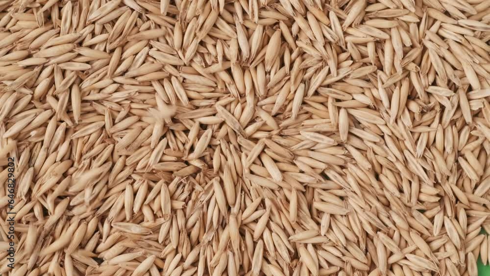 Closeup shot of many dried wheat grains being blown out from the green background. Chroma Key. Closeup shot of many dried wheat grains being blown out from the green background. Chroma Key.