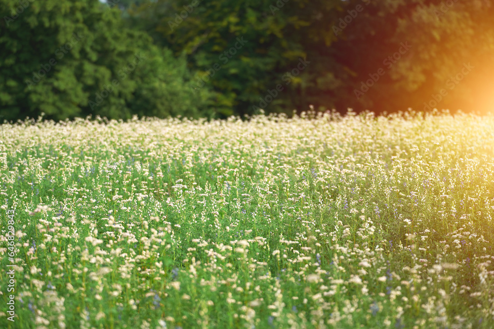 Buckwheat flower on the field. Vibrant Buckwheat Blossoms in the Countryside Landscape. A Panoramic View of a Flourishing Summer Buckwheat Field. Buckwheat flower on the field. Vibrant Buckwheat Blossoms in the Countryside Landscape. A Panoramic View of a Flourishing Summer Buckwheat Field.