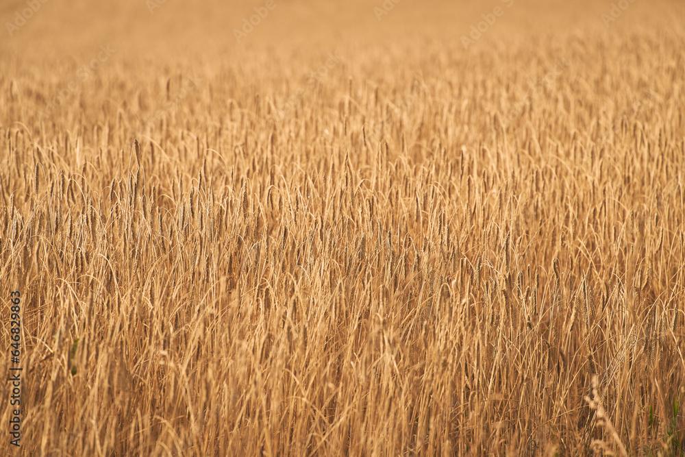 Golden Sunset Over a Bountiful Wheat Field. Rural Farming Scenery Bathed in Shining Sunlight Abundant Harvest. Stunning Wheat Field Landscape at Sunset Rural Farming Scenery under Shining Sun Golden Sunset Over a Bountiful Wheat Field. Rural Farming Scenery Bathed in Shining Sunlight Abundant Harvest. Stunning Wheat Field Landscape at Sunset Rural Farming Scenery under Shining Sun