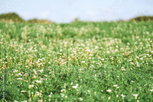 Fototapeta Naklejka Na Ścianę i Meble -  Vibrant Buckwheat Blossoms Painting the Countryside Landscape. A Panoramic View of a Flourishing Summer Buckwheat Field. Embracing Agriculture's Natural Beauty. Agriculture concept.