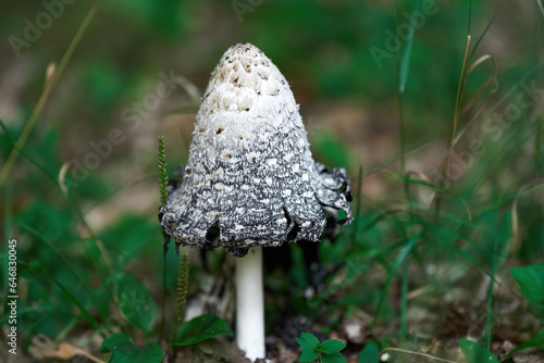 Mushrooms in the Autumn. A Shaggy Mane mushroom specimen