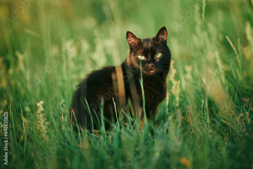 A black cat in a field of grass. Beautiful black cat portrait with yellow eyes in nature. Domestic cat walking in the grass