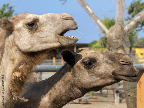 Close-up of two camel heads in profile