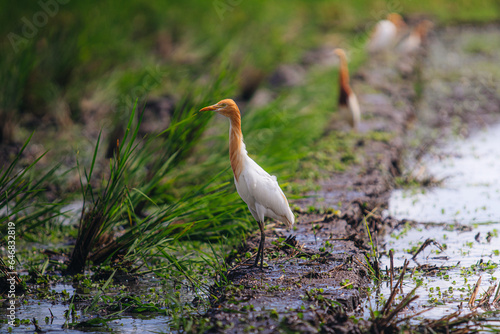Western cattle egret standing in a wet grassy field. Wildlife photography capturing a graceful wading bird in its natural habitat with soft green background and shallow depth of field.