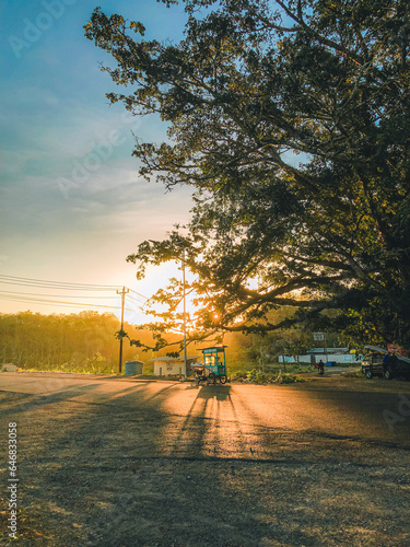 sunset in the park