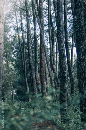 Untouched forest with green trees, tranquil and serene natural beauty.