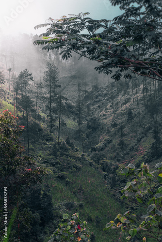 Misty forest, untouched land, nature's beauty, tranquil scenery, captivating countryside.
