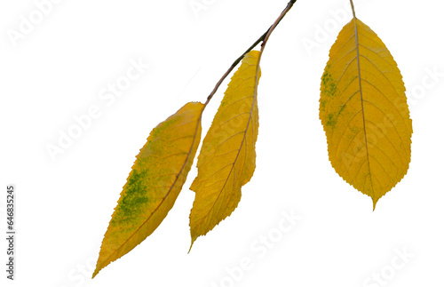 The leaves on the tree branch have turned yellow
