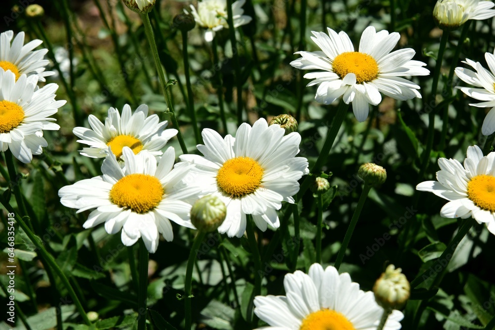 Flowering of daisies. Oxeye daisy, White daisy on green field in garden Flowering of daisies. Oxeye daisy, White daisy on green field in garden
