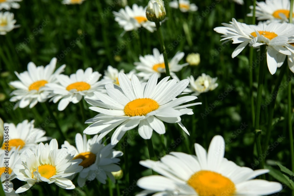 Fototapeta premium Flowering of daisies. Oxeye daisy, White daisy on green field in garden