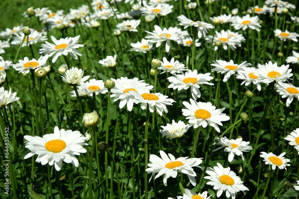 Flowering of daisies. Oxeye daisy, White daisy on green field in garden Flowering of daisies. Oxeye daisy, White daisy on green field in garden