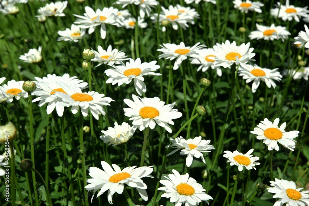 Flowering of daisies. Oxeye daisy, White daisy on green field in garden Flowering of daisies. Oxeye daisy, White daisy on green field in garden