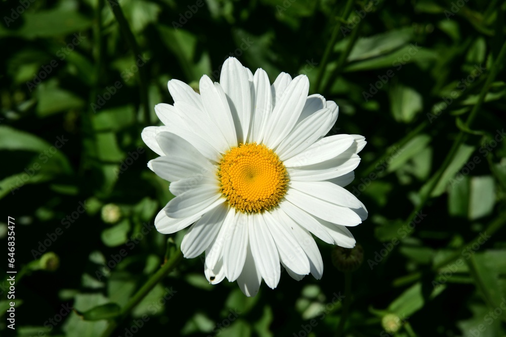 Flowering of daisies. Oxeye daisy, White daisy on green field in garden Flowering of daisies. Oxeye daisy, White daisy on green field in garden