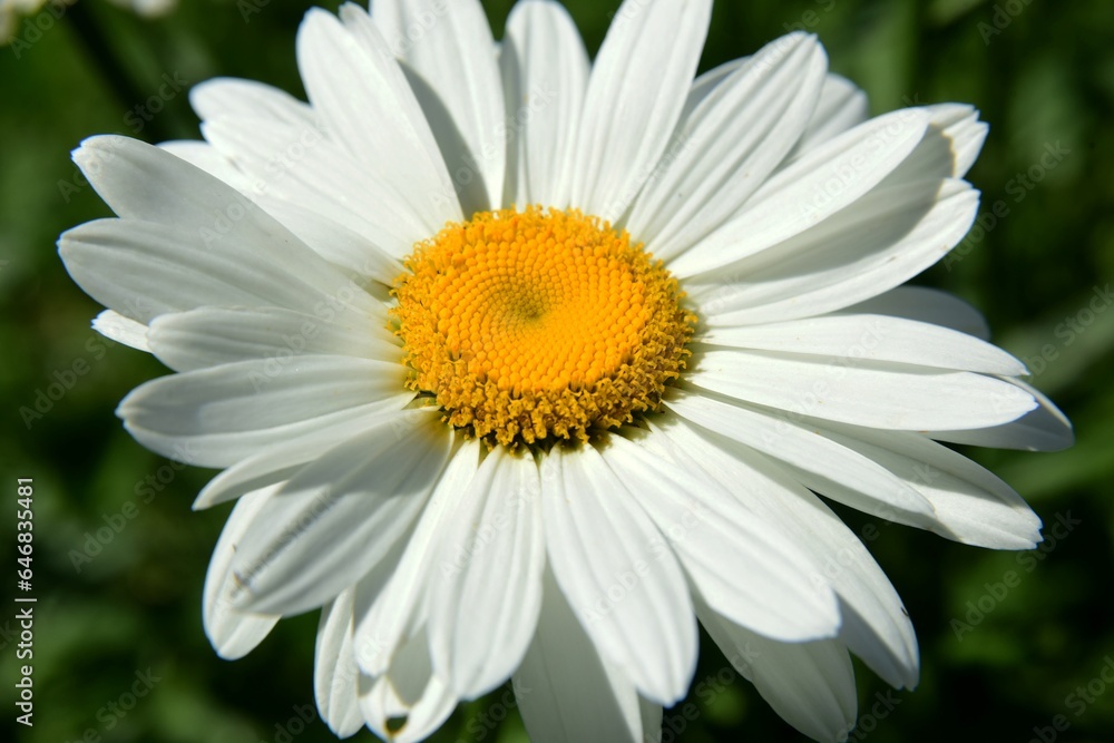 Flowering of daisies. Oxeye daisy, White daisy on green field in garden Flowering of daisies. Oxeye daisy, White daisy on green field in garden