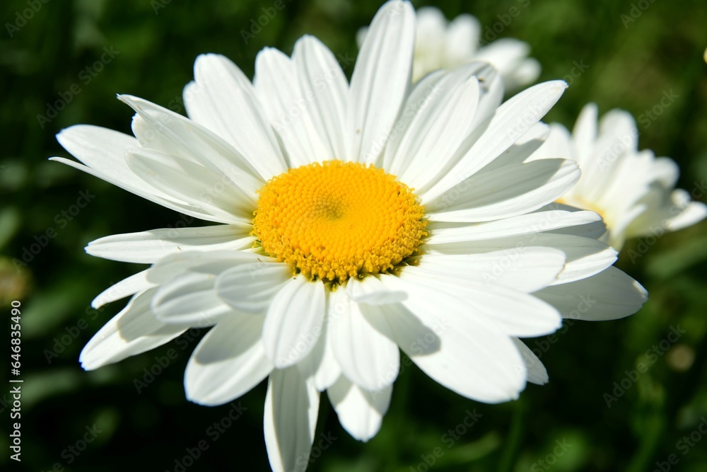 Flowering of daisies. Oxeye daisy, White daisy on green field in garden Flowering of daisies. Oxeye daisy, White daisy on green field in garden