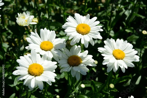 Flowering of daisies. Oxeye daisy  White daisy on green field in garden