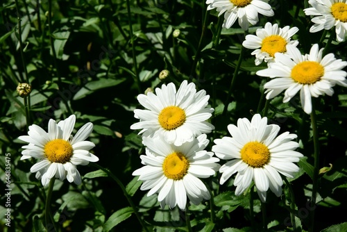 Flowering of daisies. Oxeye daisy  White daisy on green field in garden