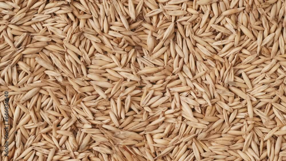 Closeup shot of wheat grains background, hand in glove puts in glass bottle with liquid and hazard sticker. Closeup shot of wheat grains background, hand in glove puts in glass bottle with liquid and hazard sticker.