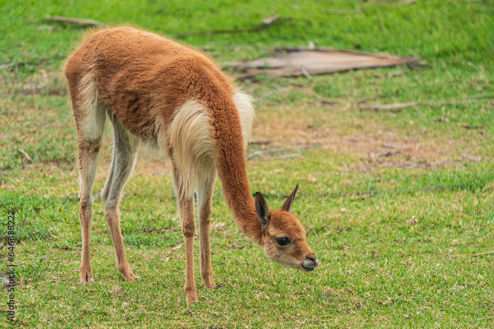 Vicuña (Lama vicugna) or vicuna Vicuña (Lama vicugna) or vicuna