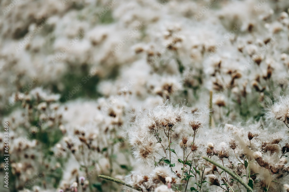 Thistle field in August, out of focus on purpose Thistle field in August, out of focus on purpose