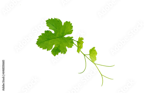 Vine leaf on white background