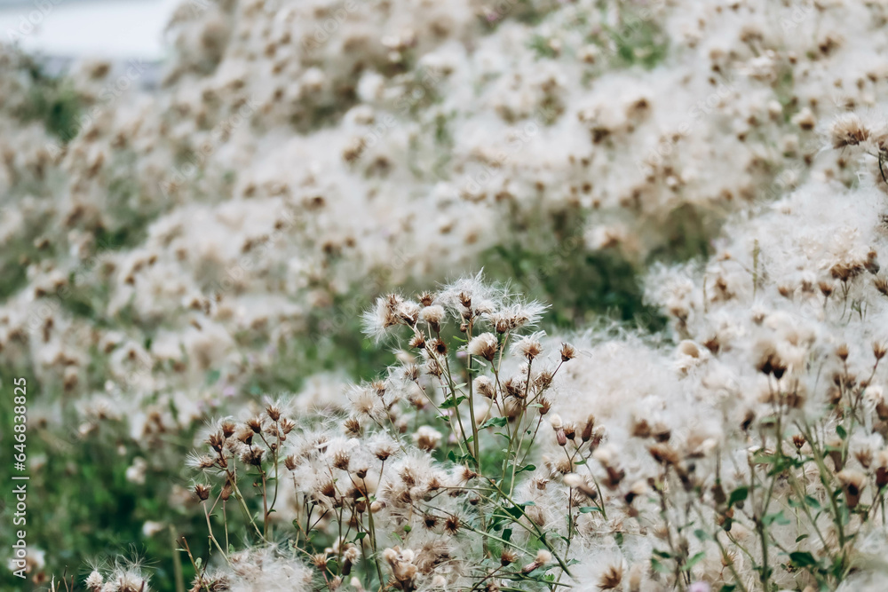 Thistle field in August, out of focus on purpose Thistle field in August, out of focus on purpose