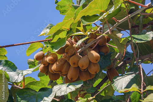 Kiwi  fruiting vine with leaves and fruit in orchard on sunny autumn day photo