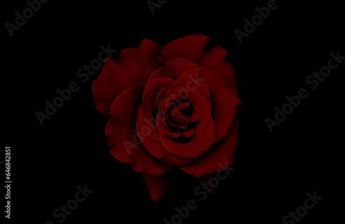 red rose isolated on black wallpaper