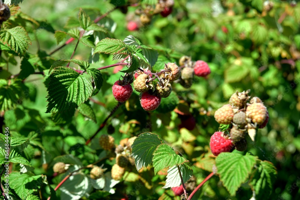 Red organic raspberries grow in the garden during the summer Red organic raspberries grow in the garden during the summer