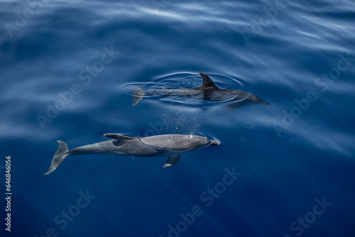 Two bottlenose dolphins swimming near the surface