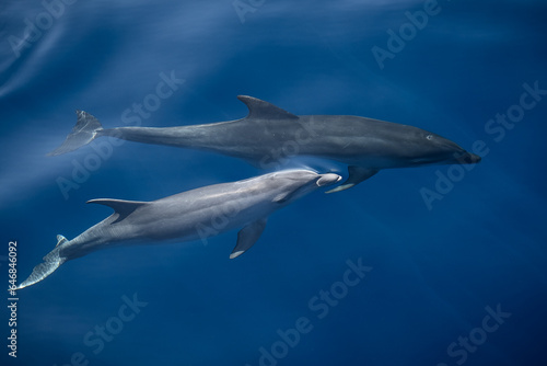 Two bottlenose dolphins swimming near the surface © Hanna