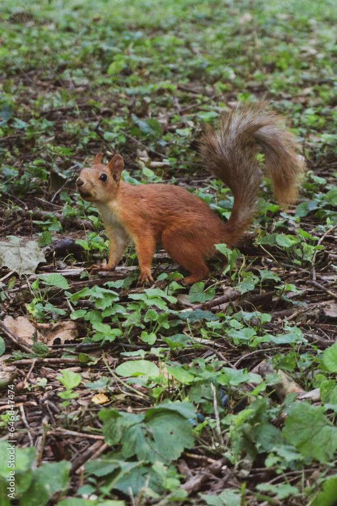 Adult fluffy red squirrel standing on the ground with fallen leaves, grass and sticks in a green park sitting on its hind legs side view. The animal is in a natural environment. Adult fluffy red squirrel standing on the ground with fallen leaves, grass and sticks in a green park sitting on its hind legs side view. The animal is in a natural environment.