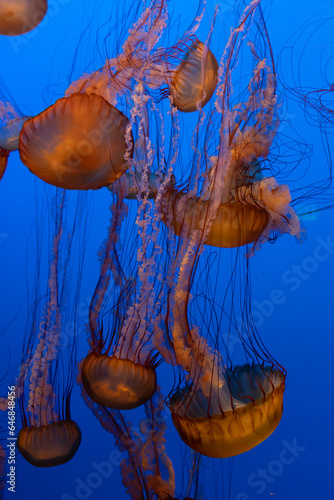 Jellyfish Pacific Sea Nettle Chrysaora fuscescens